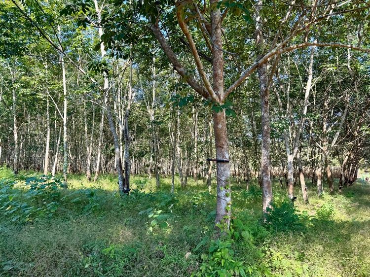 ใช่ ขายที่ดิน(สวนยางพารา) 9 ไร่ 3 งาน (โฉนด) อ.ศรีสวัสดิ์ จ.กาญจนบุรี รูปที่ 3