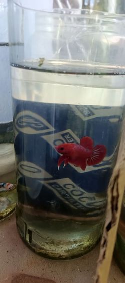 ปลากัดสวยงาม รูปที่ 2