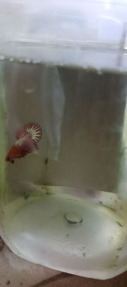 ปลากัดสวยงาม รูปที่ 5