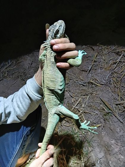 อิกัวน้าฟ้า รูปที่ 4