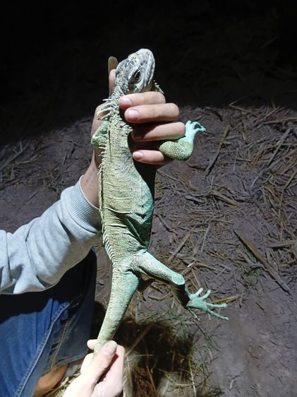 อิกัวน้าฟ้า รูปที่ 2