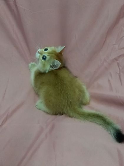 บริติช ชอร์ตแฮร์ (British Shorthair) แมวบริติช