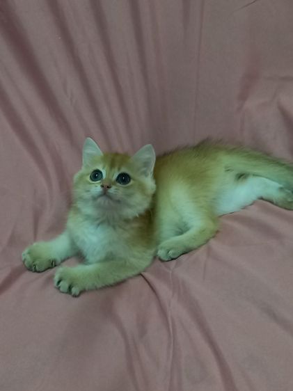 แมวบริติช รูปที่ 5