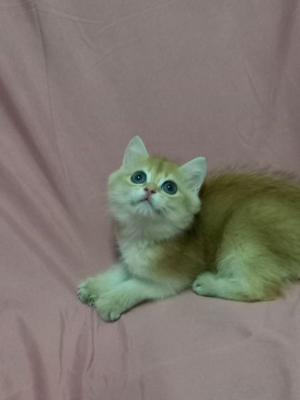 แมวบริติช รูปที่ 2