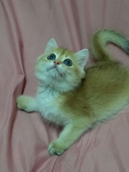 แมวบริติช รูปที่ 4