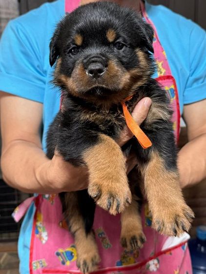 เปิดจองลูกร็อตไวเลอร์พร้อมใบเพ็ดดีกรีอายุ 40 วันพร้อมย้ายบ้านอายุ 45 วัน สอบถามข้อมูลเพิ่มเติม 0980974286 รูปที่ 3