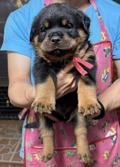 เปิดจองลูกร็อตไวเลอร์พร้อมใบเพ็ดดีกรีอายุ 40 วันพร้อมย้ายบ้านอายุ 45 วัน สอบถามข้อมูลเพิ่มเติม 0980974286 รูปที่ 7