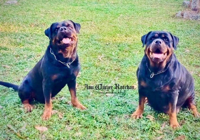 เปิดจองลูกร็อตไวเลอร์พร้อมใบเพ็ดดีกรีอายุ 40 วันพร้อมย้ายบ้านอายุ 45 วัน สอบถามข้อมูลเพิ่มเติม 0980974286 รูปที่ 8