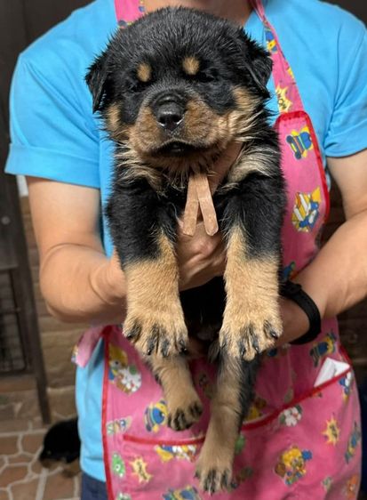 เปิดจองลูกร็อตไวเลอร์พร้อมใบเพ็ดดีกรีอายุ 40 วันพร้อมย้ายบ้านอายุ 45 วัน สอบถามข้อมูลเพิ่มเติม 0980974286 รูปที่ 6