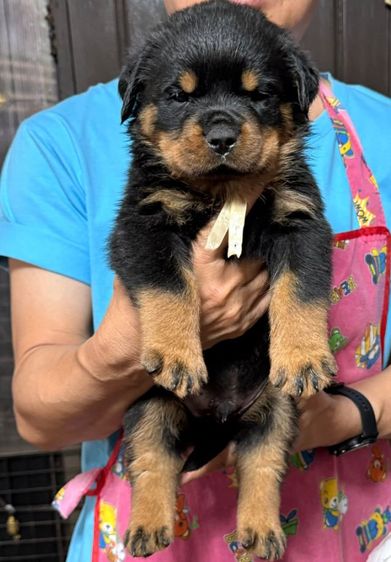 เปิดจองลูกร็อตไวเลอร์พร้อมใบเพ็ดดีกรีอายุ 40 วันพร้อมย้ายบ้านอายุ 45 วัน สอบถามข้อมูลเพิ่มเติม 0980974286 รูปที่ 5