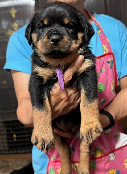 เปิดจองลูกร็อตไวเลอร์พร้อมใบเพ็ดดีกรีอายุ 40 วันพร้อมย้ายบ้านอายุ 45 วัน สอบถามข้อมูลเพิ่มเติม 0980974286 รูปที่ 4