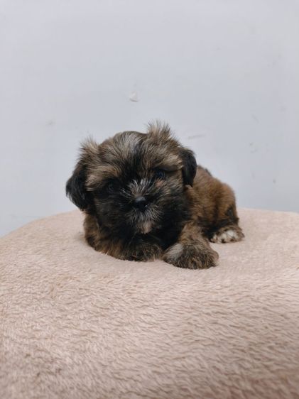 ชิสุผสมปอม รูปที่ 6