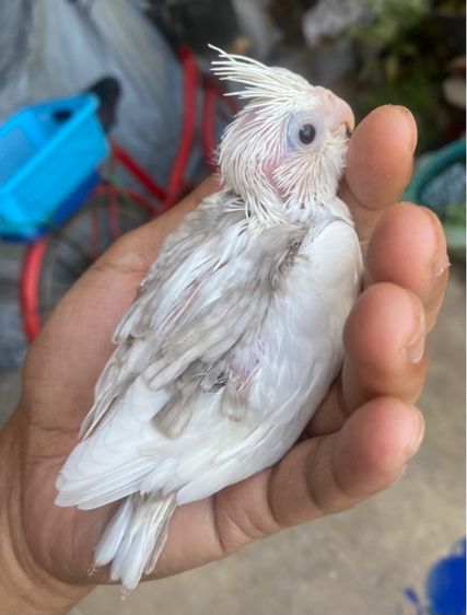 ลูกป้อนคอกเทล