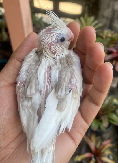 ลูกป้อนคอกเทล รูปที่ 3