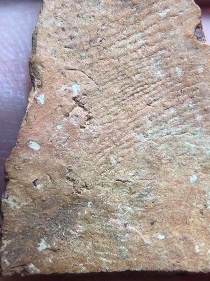 พระท่ามะปรางเนื้อดิน รูปที่ 8