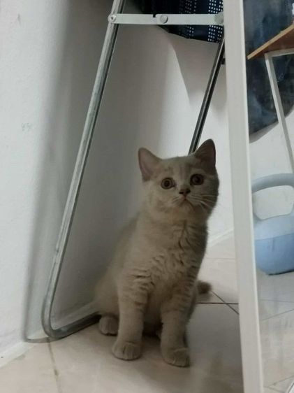 แมวสก็อตติชโฟลด์ รูปที่ 10