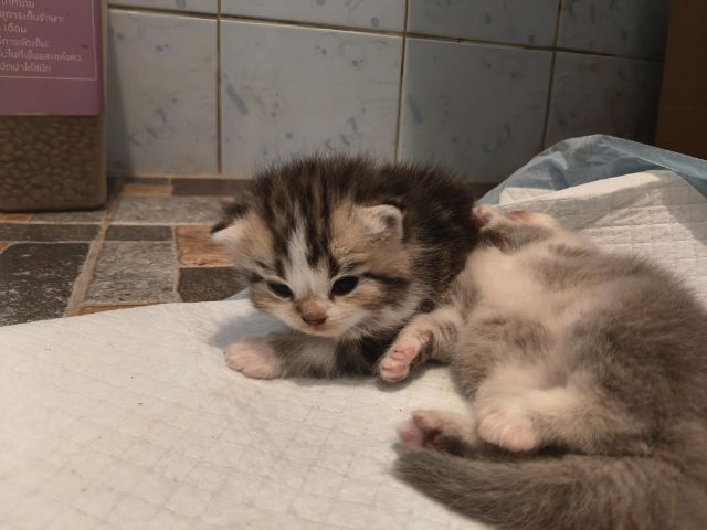 เปิดจองน้องแมวสก็อตติช รูปที่ 5