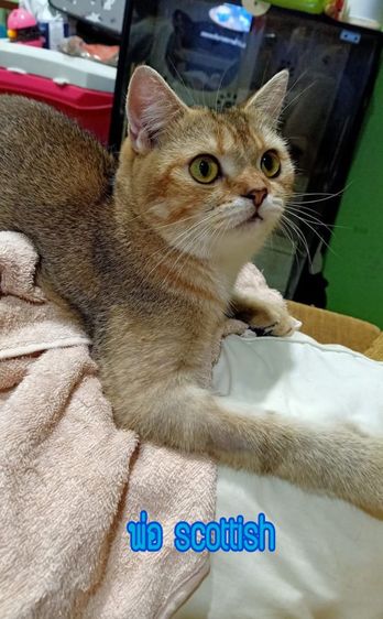 เปิดจองน้องแมวสก็อตติช รูปที่ 8