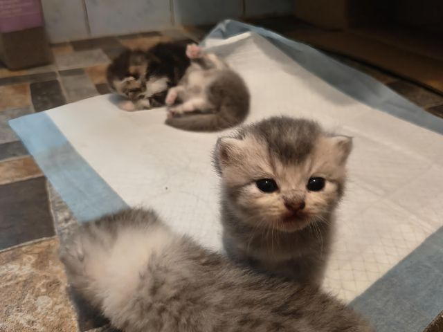 เปิดจองน้องแมวสก็อตติช รูปที่ 6