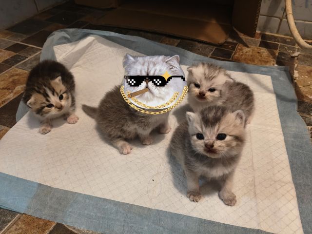 สก็อตติช โฟลด์ (Scottish Fold) เปิดจองน้องแมวสก็อตติช