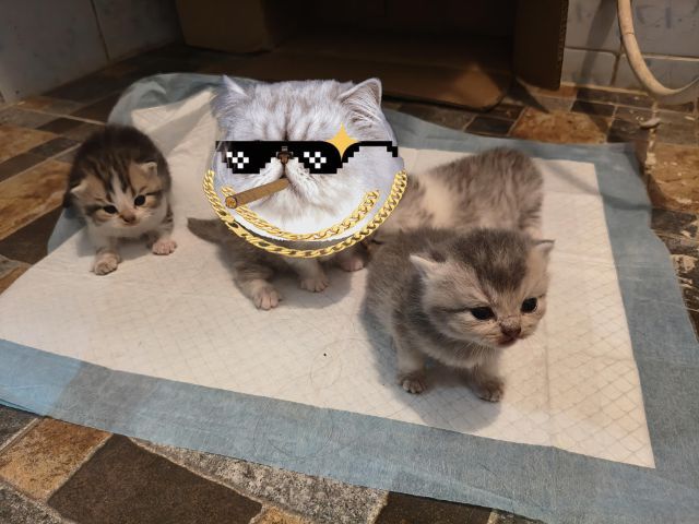 เปิดจองน้องแมวสก็อตติช รูปที่ 3