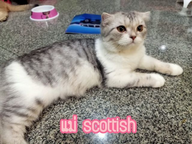 เปิดจองน้องแมวสก็อตติช รูปที่ 7