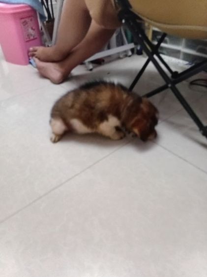 บางแก้วแท้. เพศหญิง. อ้วนปักแข็งแรง. เลี้ยงระบบปิดกินอาหารเม็ดได้แล้ว รูปที่ 4