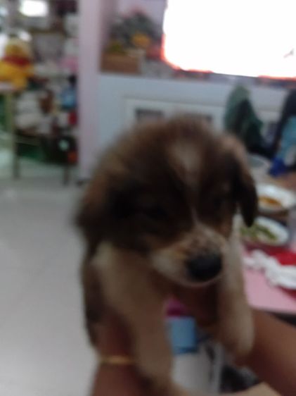 บางแก้วแท้. เพศหญิง. อ้วนปักแข็งแรง. เลี้ยงระบบปิดกินอาหารเม็ดได้แล้ว รูปที่ 6