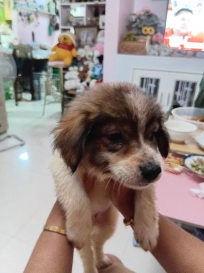 บางแก้วแท้. เพศหญิง. อ้วนปักแข็งแรง. เลี้ยงระบบปิดกินอาหารเม็ดได้แล้ว รูปที่ 8