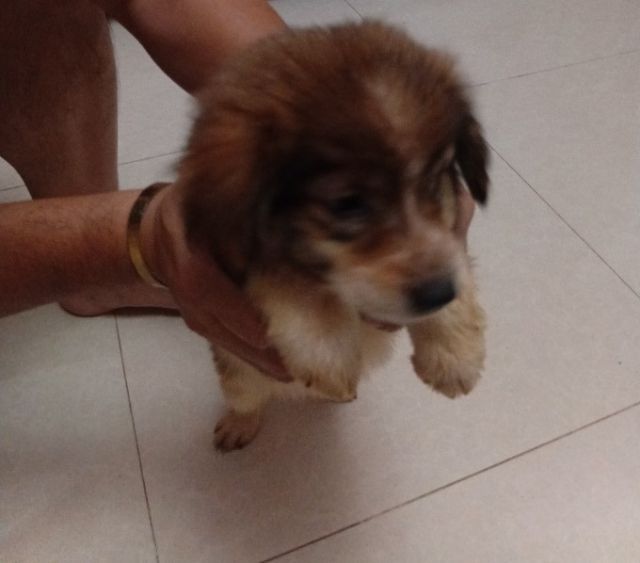 บางแก้ว (Thai Bangkaew Dog) กลาง บางแก้วแท้. เพศหญิง. อ้วนปักแข็งแรง. เลี้ยงระบบปิดกินอาหารเม็ดได้แล้ว