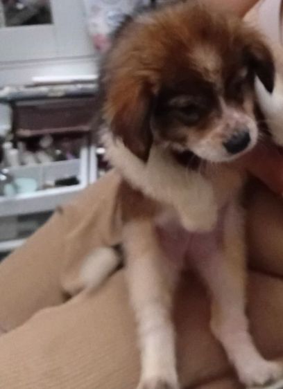 บางแก้วแท้. เพศหญิง. อ้วนปักแข็งแรง. เลี้ยงระบบปิดกินอาหารเม็ดได้แล้ว รูปที่ 2