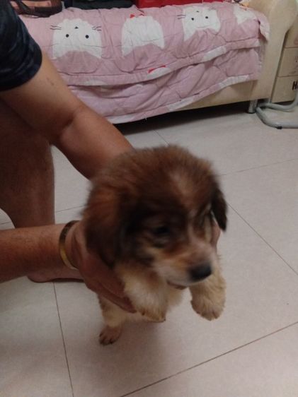 บางแก้วแท้. เพศหญิง. อ้วนปักแข็งแรง. เลี้ยงระบบปิดกินอาหารเม็ดได้แล้ว รูปที่ 9