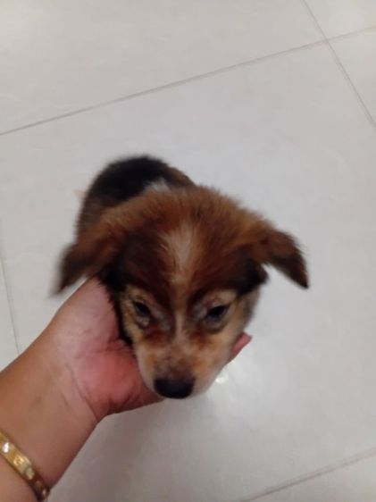 บางแก้วแท้. เพศหญิง. อ้วนปักแข็งแรง. เลี้ยงระบบปิดกินอาหารเม็ดได้แล้ว รูปที่ 7