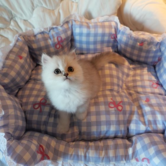 ลูกแมวเปอร์เซียชินชิล่า รูปที่ 3