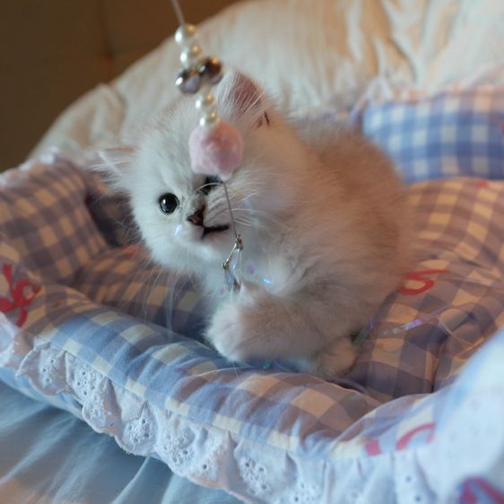 ลูกแมวเปอร์เซียชินชิล่า รูปที่ 7