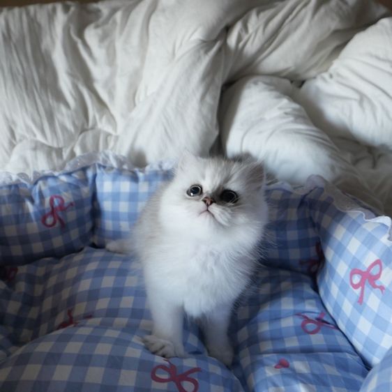 ลูกแมวเปอร์เซียชินชิล่า รูปที่ 2