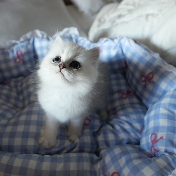 ลูกแมวเปอร์เซียชินชิล่า