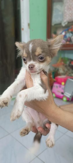 ชิวาวา รูปที่ 2