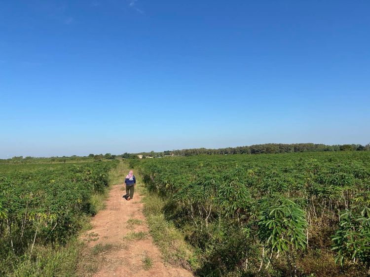 ที่ดิน 50 ไร่ 