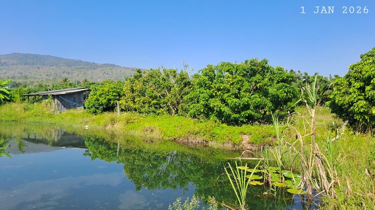 ห่างถนนสี่เลนส์เพียง 900 เมตร เจ้าของขายเองสวนลำไยพร้อมบ่อปลาวิวภูเขา รูปที่ 3