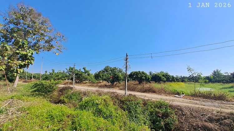 ห่างถนนสี่เลนส์เพียง 900 เมตร เจ้าของขายเองสวนลำไยพร้อมบ่อปลาวิวภูเขา รูปที่ 4