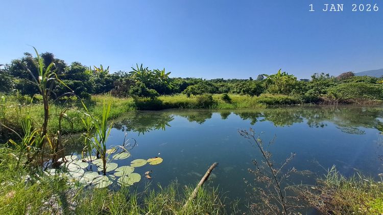 ห่างถนนสี่เลนส์เพียง 900 เมตร เจ้าของขายเองสวนลำไยพร้อมบ่อปลาวิวภูเขา รูปที่ 2