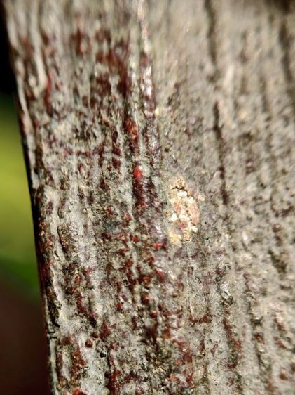 พระร่วงหลังรางปืน กรุวัดพระศรีรัตนมหาธาตุ อ.ศรีสัชนาลัย จ.สุโขทัย รูปที่ 8