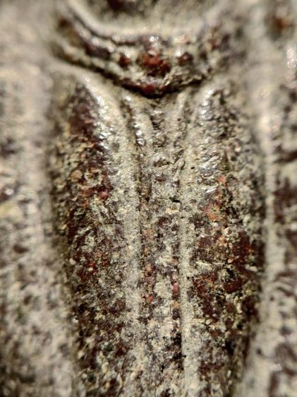 พระร่วงหลังรางปืน กรุวัดพระศรีรัตนมหาธาตุ อำเภอศรีสัชนาลัย จังหวัดสุโขทัย รูปที่ 7