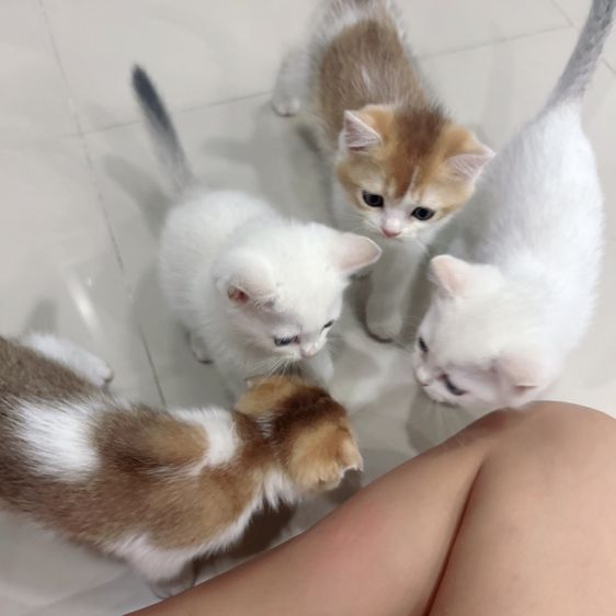 แมวสก็อตติชโฟลด์อายุ 2 เดือน รูปที่ 5