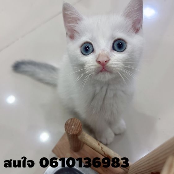 แมวสก็อตติชโฟลด์อายุ 2 เดือน