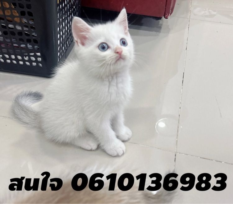 แมวสก็อตติชโฟลด์อายุ 2 เดือน รูปที่ 4