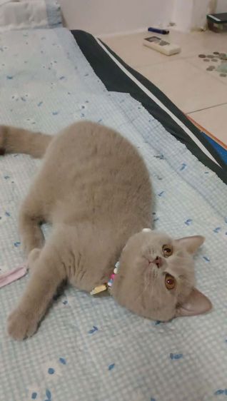 แมว scottish fold รูปที่ 10