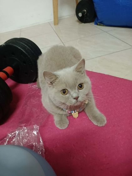 แมว scottish fold รูปที่ 9