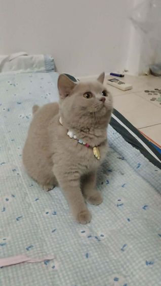 แมว scottish fold รูปที่ 6